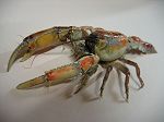 Crabe Thalassina anomala